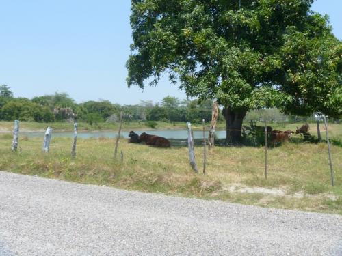 Se venden 3 hectáreas a orillas de carretera federal Carmen - Villahermosa