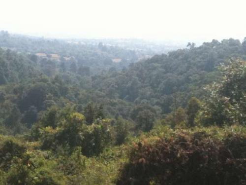 52 HECTAREAS CON ARBOLES DE CEDRO, ENCINO , OYAMEL  CERCA DEL VOLCAN POPO