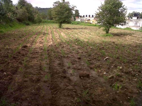 Venta de Terreno - Santiago Tepeticpac, Totolac, Tlaxcala. CP 90163