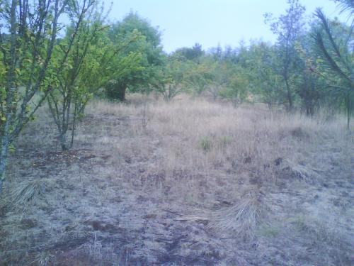 GRAN REMATE DE TERRENOS