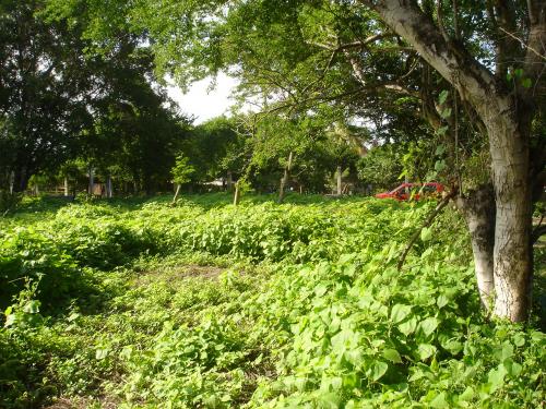 LLAME YA, URGE!!! VENDO *HERMOSO TERRENO* 200 M2 $120,000 MN. A 5 MINUTOS DEL LAGO DE TEQUESQUITENGO MORELOS