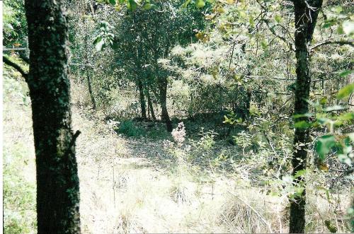 TERRENO EN ZONA DE BOSQUE ESCRITURADO