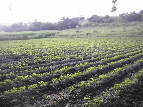 *VENDO PARCELA* M=18762 M2. $250 X M2. TLATENCHI JOJUTLA MORELOS ¡¡LAME YA!! P/+INF.