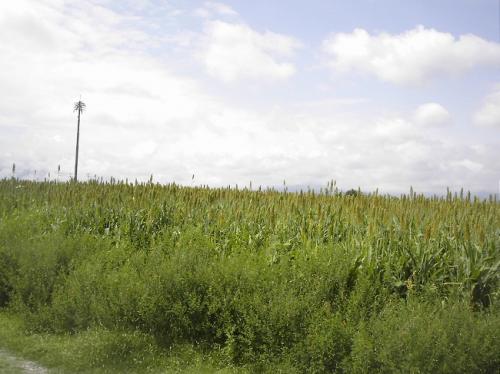 VENDO *HERMOSA PARCELA RÚSTICA CAMPESTRE* MIDE:54,547 M2. $120 X M2. MN. TEQUESQUITENGO