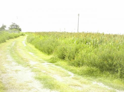 VENDO *HERMOSA PARCELA RÚSTICA CAMPESTRE* CON VISTA AL *LAGO DE TEQUESQUITENGO*