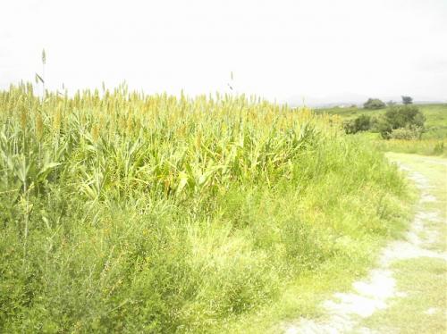 INVERSIONISTAS VENDO PARCELA CON VISTA AL LAGO DE TEQUES