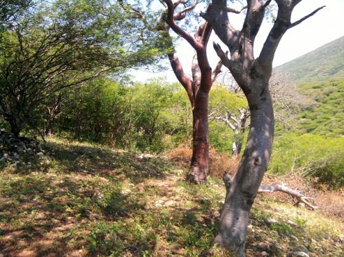 ¡¡APROVECHEN!! EXCELENTE OPORTUNIDAD VENDO TERRENO ¡¡BARATO!! $60,000 MN.