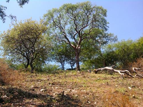 REMATAMOS TERRENO ¡¡BARATO!! $60,000 MN. EMILIANO ZAPATA TLAQUILTENANGO