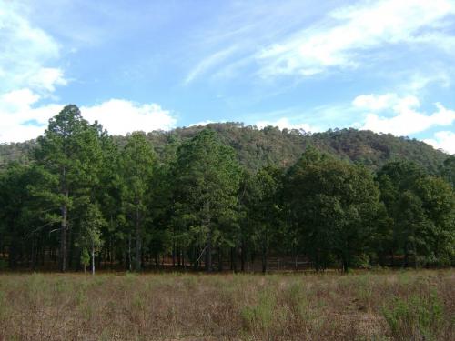 Oportunidad ! terreno virgen 378 has con madera en Atengo Jal