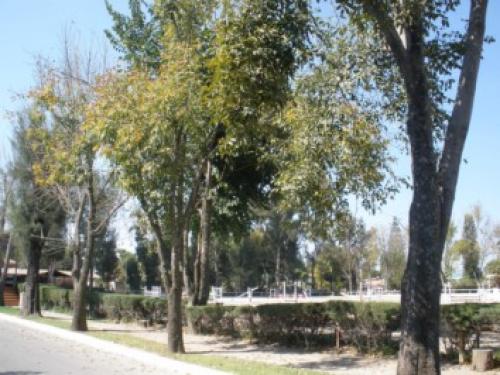 EXCELENTE UBICACION, FRACC. PRIVADO (I)