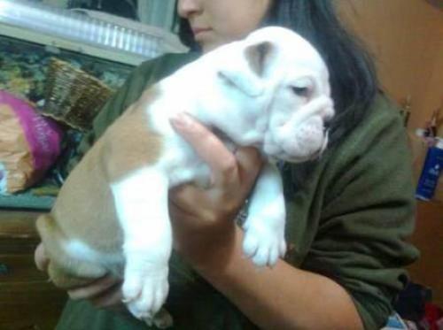  Semental bulldog ingles ( 3000 Pesos )