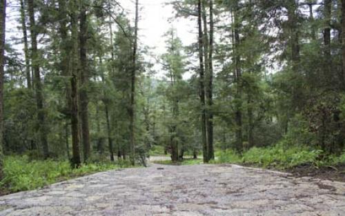 Hermosos terrenos en Mineral del Monte Hidalgo 20 minutos de Pachuca