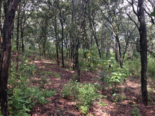 Terreno Venta / Los Encinos Reserva Ecológica / El Arenal, Jalisco