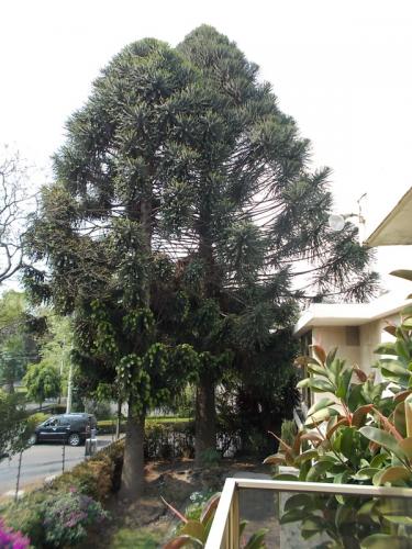 Palmas - Lomas de Chapultepec