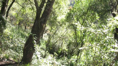 TERRENO EN EL CERCADO PARA FRACCIONAR CERCA DE COLA DE CABALLO