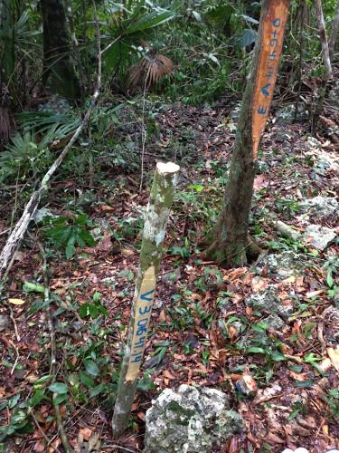 Terreno ecológico sore la Ruta de los Cenotes (para desarrollo Ecoturístico)