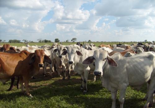 Terreno con unidad de reproducción caballar en Lagos de Moreno, Jalisco