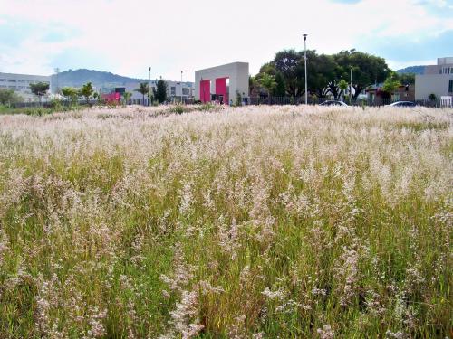 Excelente Terreno plano de 2 has espaldas club de GOLF Santa Anita