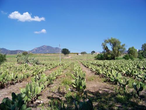 Rancho Agricola  15 has en santa lucia Tesistan ideal para fraccionar
