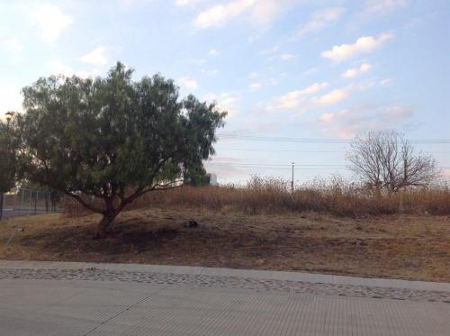 Busco un propietario que me valore. 