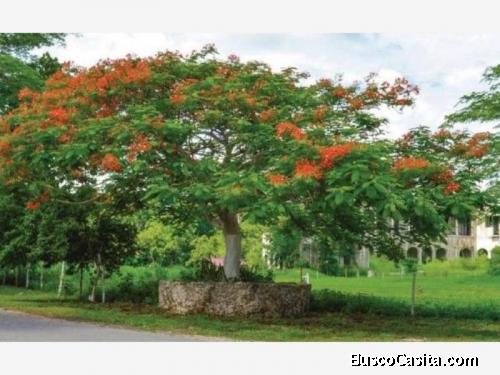 TERRENO EN VENTA EN EL CENTRO DE MERIDA
