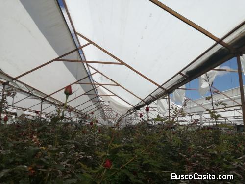 VENTA DE INVERNADERO CON CASA HABITACIONAL EN VILLA GUERRERO