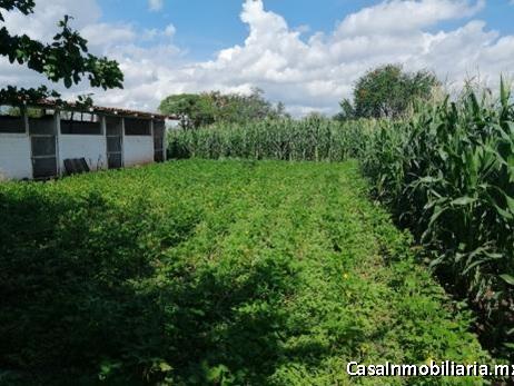 Rancho Agropecuario ideal para Ganado y agave en Zapotlanejo