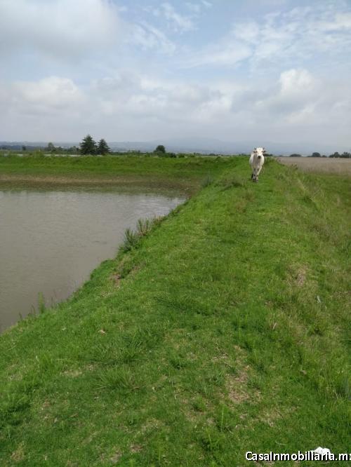 Rancho de 37 hectáreas, OPORTUNIDAD, $41XM2 Ideal para ganadería, agrícola o ecoturismo.